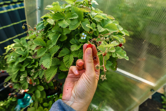 A person's hand picks a ripe strawberry from a bush in a flowerpot.