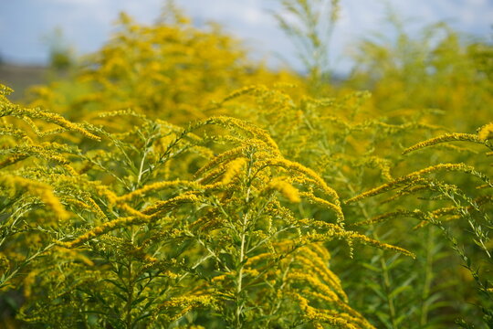 Nahaufnahme von bl&uuml;henden Goldruten (Solidago) in einer Wiesenlandschaft im Sommer