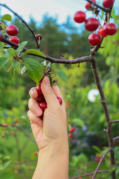 A person's hand picks a ripe red cherry from a tree branch in a garden.