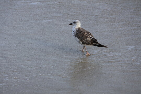 A large aquatic gull scouring in wake of the shoreline for food in the sand.