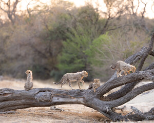 cheetah cubs on top of a fallen tree © Jurgens