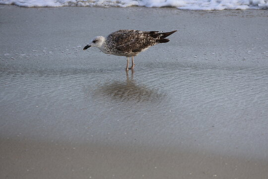 A large aquatic gull scouring in wake of the shoreline for food in the sand.