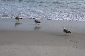 A trio of seagulls stands at the foot of the shore as the tide laps in and out at their feet. © brandon