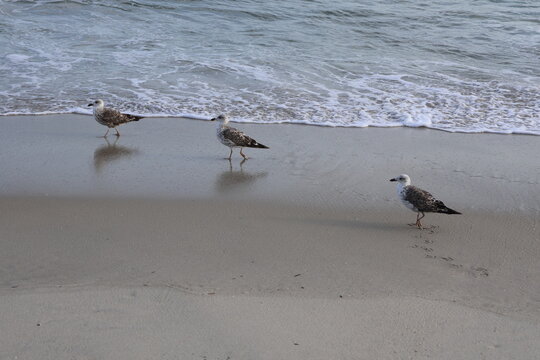 A trio of seagulls stands at the foot of the shore as the tide laps in and out at their feet.