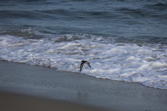 A seagull gliding low above the shoreline as waves crash beneath the tips of it's wings.