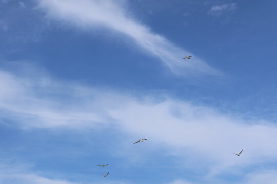 A deep blue sky with streaks of white clouds with birds flying in the distance.
