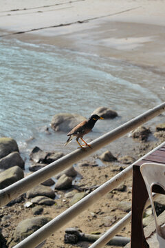 Bird by the Ocean in Thailand
