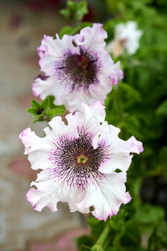 Close-up of petunia superbissima alba flowers with highly ruffled white petals and dark purple veined throats blooming in garden surrounded by fresh green foliage under natural sunlight