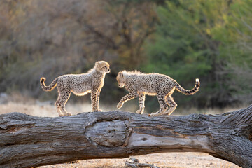 Two cheetah cubs playing on a fallen tree © Jurgens