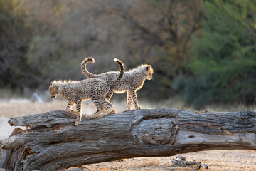 Two cheetah cubs playing on a fallen tree © Jurgens