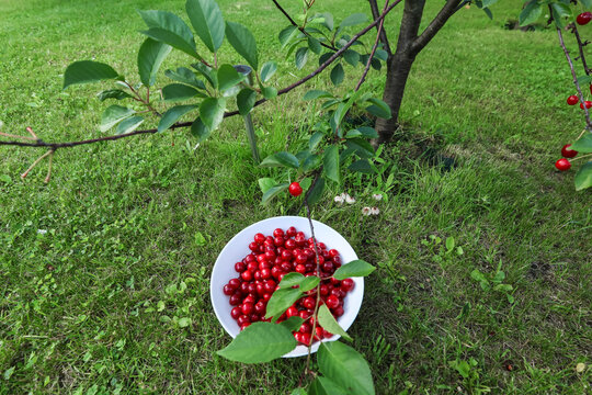 A white plate with freshly picked ripe cherries on a green lawn in the garden.