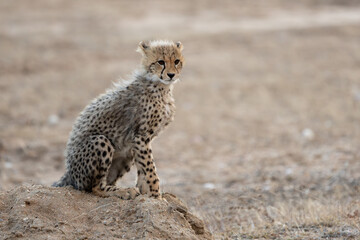 a young cheetah cub on high alert © Jurgens