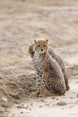 a young cheetah cub on high alert © Jurgens