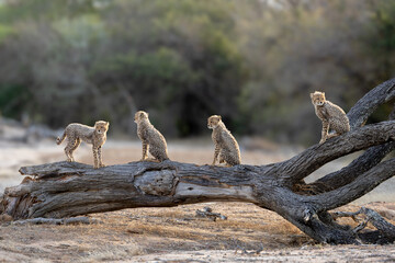 four cheetah cubs sitting on a fallen tree © Jurgens