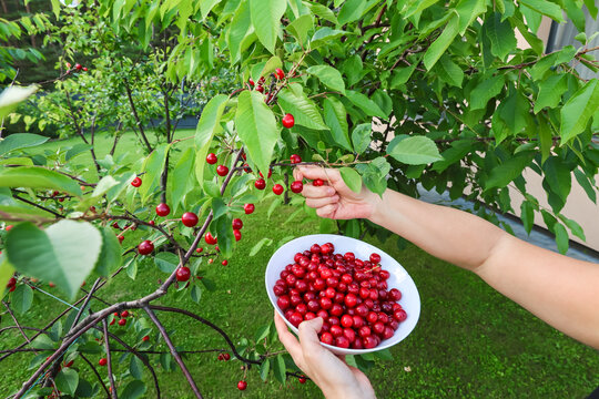 A person's hand picks a ripe red cherry from a tree branch in a garden.