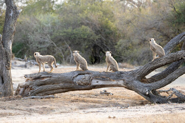 four cheetah cubs sitting on a fallen tree © Jurgens