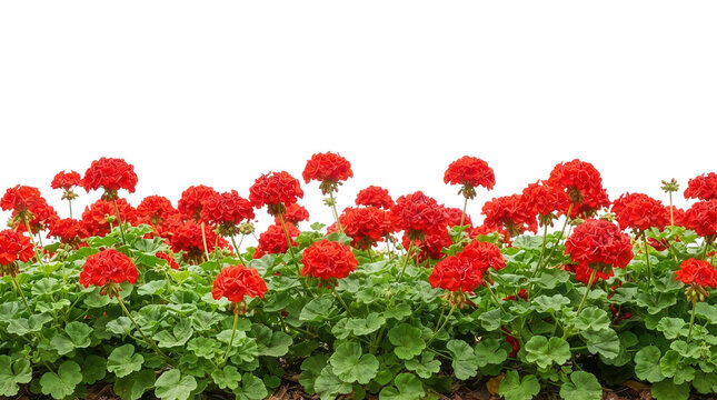 Bright red geranium flowers isolated on transparent background