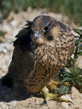 Peregrine falcon (Falco peregrinus) Juvenile