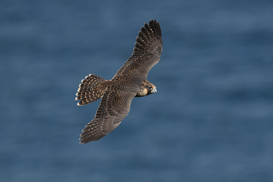 Peregrine falcon (Falco peregrinus) Juvenile