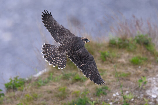 Peregrine falcon (Falco peregrinus) Juvenile
