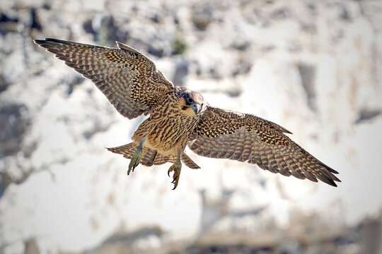 Peregrine falcon (Falco peregrinus) Juvenile