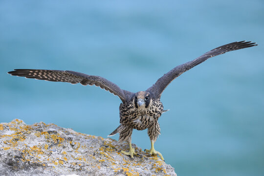Peregrine falcon (Falco peregrinus) Juvenile