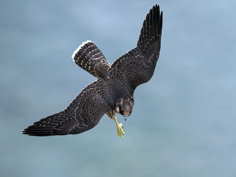 Peregrine falcon (Falco peregrinus) Juvenile