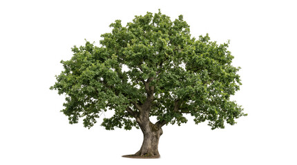Obraz premium Large mature oak tree with dense green foliage and a thick sturdy trunk.