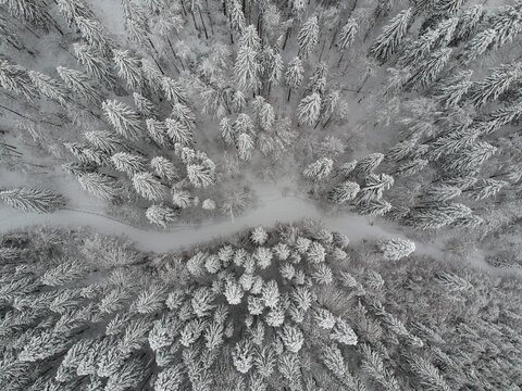 View from above of the fores full of snow in winter time. Carpathian Mountains, Romania