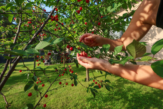 A person's hand picks a ripe red cherry from a tree branch in a garden.
