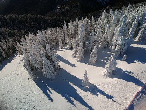 View from above of the fores full of snow in winter time. Carpathian Mountains, Romania