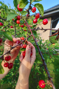 A person's hand picks a ripe red cherry from a tree branch in a garden.