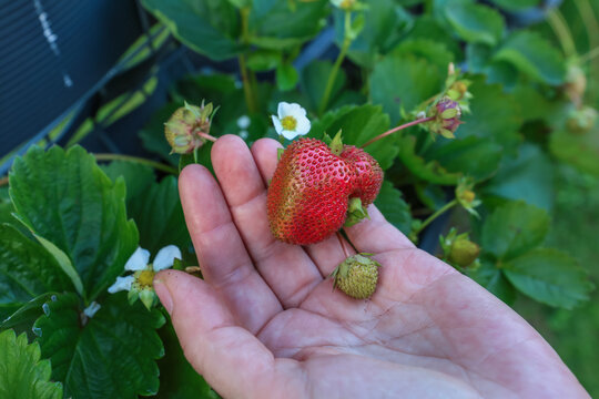 A gardener's hand cuts a large, ripe strawberry from a bush in the garden with pruning shears.