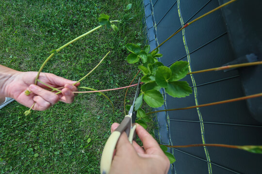 A gardener's hands trim strawberry runners with pruning shears for propagation and care.