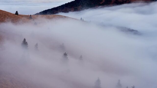 Mountain Slope Fog Timelapse with Cloud Inversion and Spruce Trees