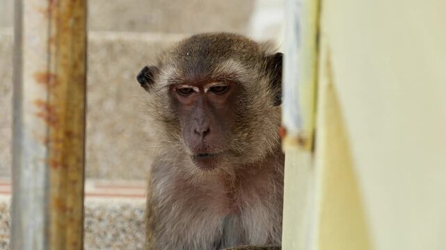 Wild Macaque Monkey Sitting and Looking Around at Thai Temple, Close-Up Long-Tailed Macaque Sitting on Temple Floor	
