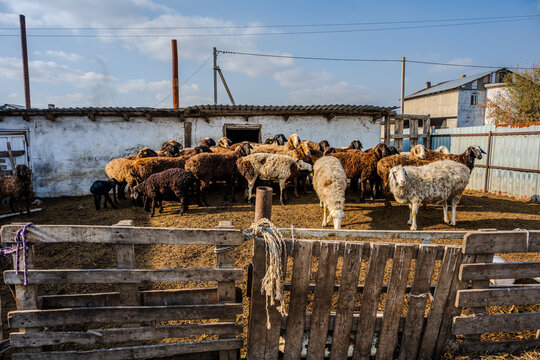 Flock of sheep in a rural pen in Karaganda