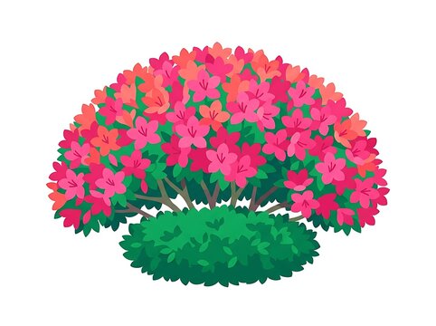 Pink Azalea Bush in Full Bloom &ndash; Flowering Garden Botanical Illustration
