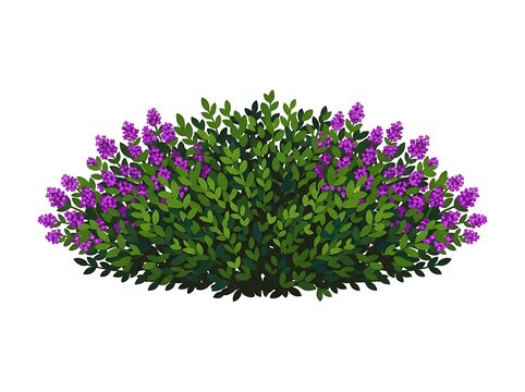 Low Flowering Border Bush with Purple Blooms &ndash; Landscape Botanical Illustration