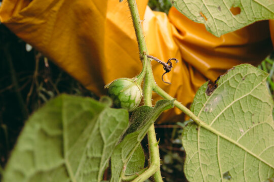 SOLANACEAE