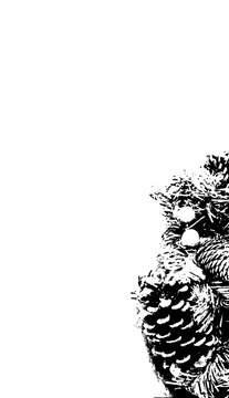  white background, glowing, night, pine cone.