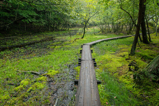 湿地の森の中の一本道の木道