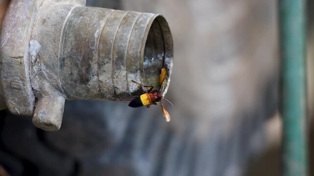 Hornet crawls around the edge of a metal pipe fitting outdoors.