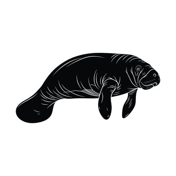 Detailed black and white illustration of a manatee swimming, showcasing its unique body shape and flippers in a clean vector style.