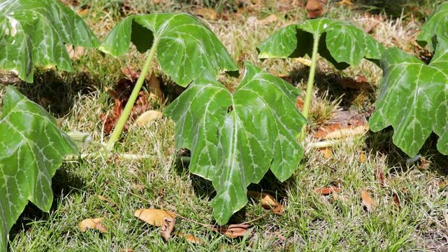 Slow pan across wilted pumpkin plant leaves suffering from intense summer heat and drought. Highlighting agricultural stress and dehydration in the foliage without visible fruits.