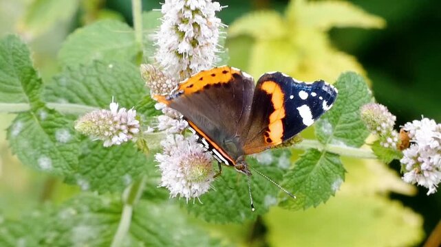 A red admiral butterfly (Vanessa atalanta) feeds on pink flowerheads. The butterfly's proboscis reaches deep into each floret to draw nectar. 
