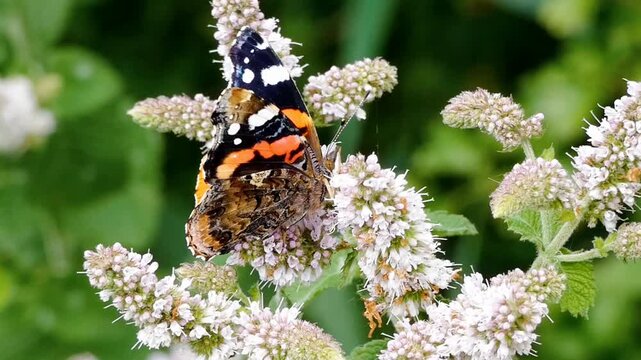 A red admiral butterfly (Vanessa atalanta) feeds on pink flowerheads. The butterfly's proboscis reaches deep into each floret to draw nectar. 
