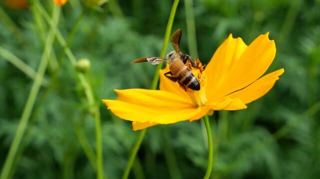 Honey bee forging for food at sulfur cosmos field