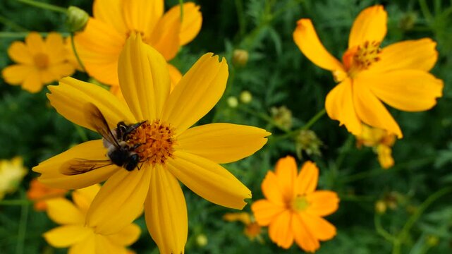 Honey bee forging for food at sulfur cosmos field