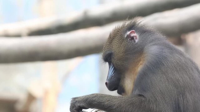Profile View of Mandrill Eating Vegetation Outdoors